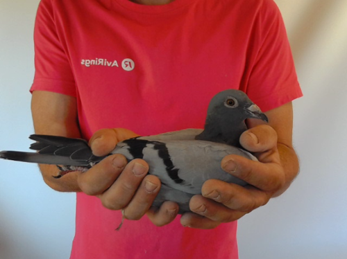 Pigeon image