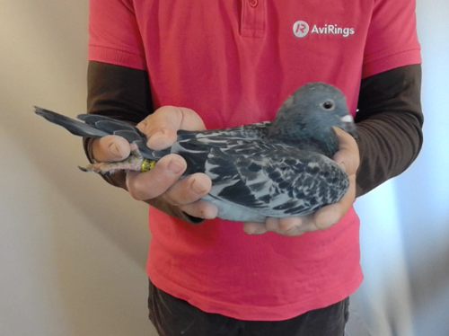 Pigeon image