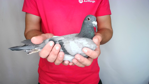 Pigeon image