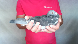 Pigeon image