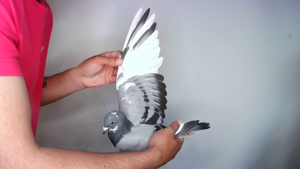 Pigeon image