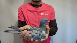 Pigeon image