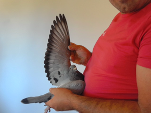 Pigeon image