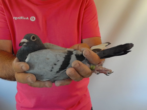 Pigeon image