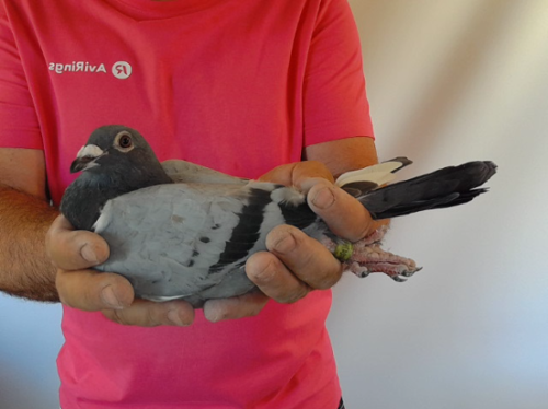 Pigeon image