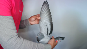 Pigeon image