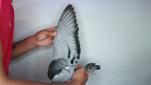 Pigeon image