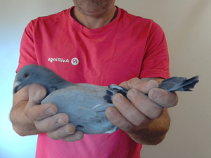 Pigeon image