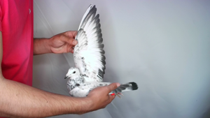 Pigeon image