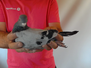 Pigeon image