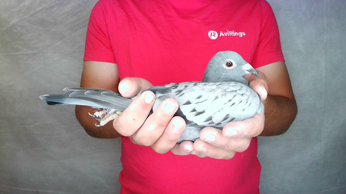 Pigeon image
