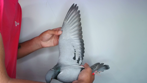 Pigeon image