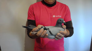 Pigeon image