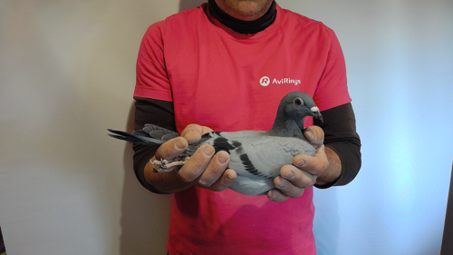 Pigeon image