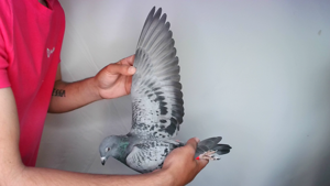 Pigeon image