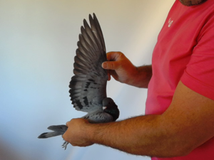Pigeon image