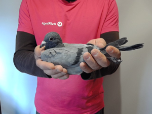 Pigeon image