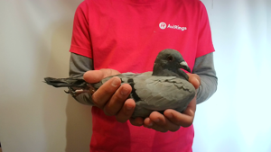 Pigeon image