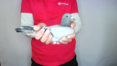 Pigeon image