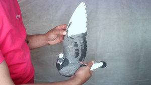 Pigeon image