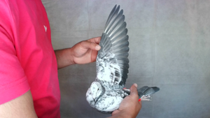 Pigeon image