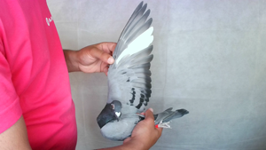 Pigeon image