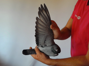 Pigeon image