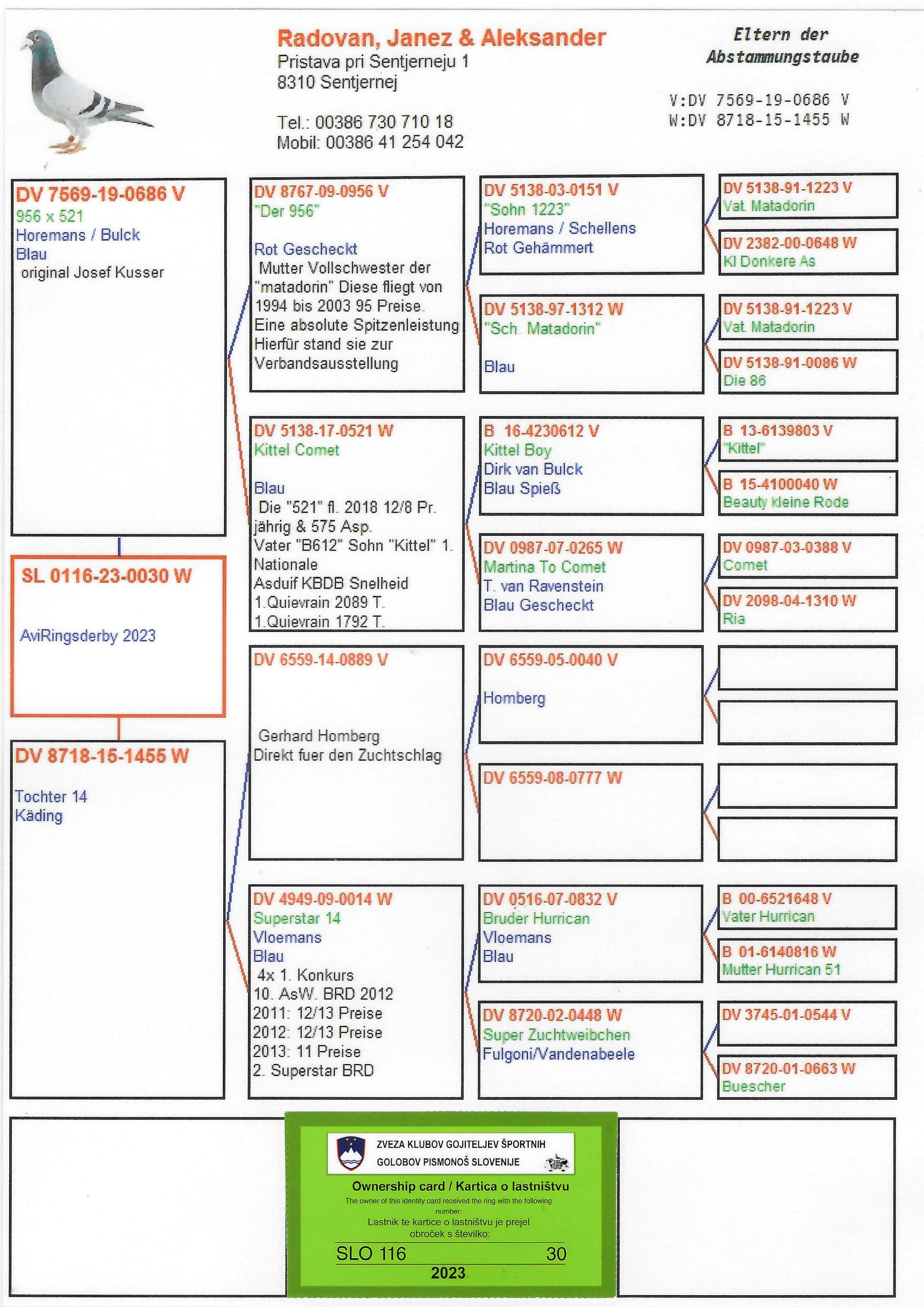 Pigeon pedigree image