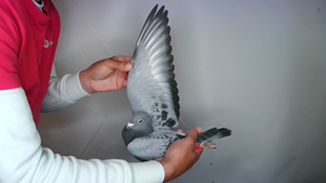 Pigeon image