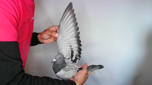 Pigeon image