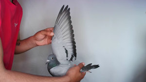 Pigeon image