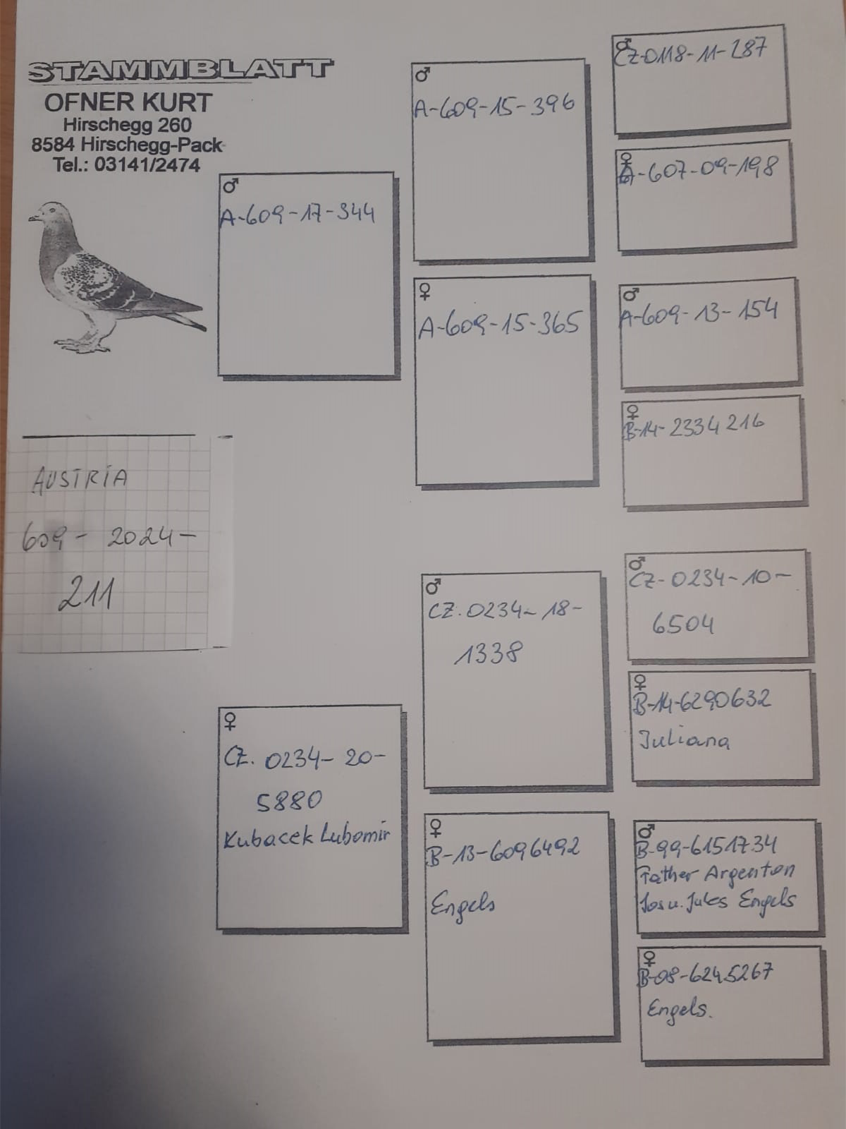 Pigeon pedigree image