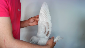 Pigeon image