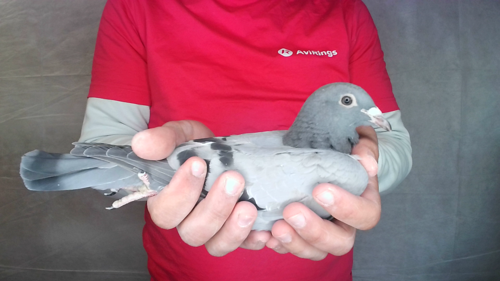 Pigeon image