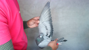 Pigeon image