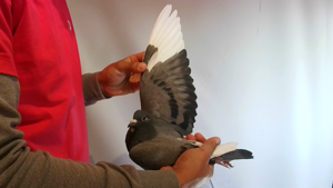 Pigeon image