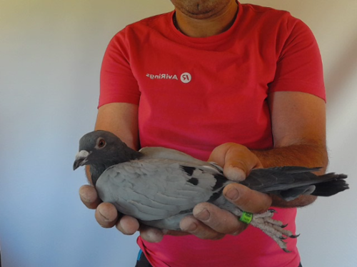 Pigeon image