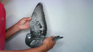 Pigeon image
