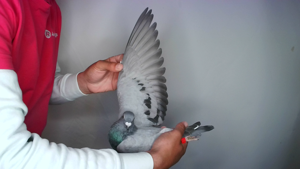Pigeon image