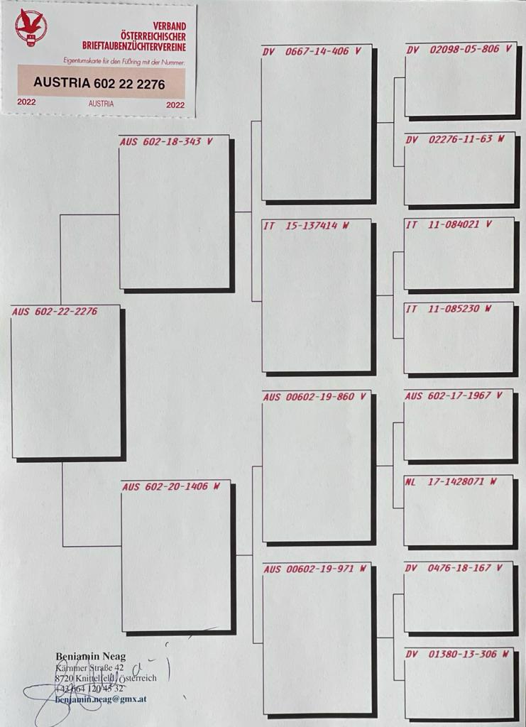 Pigeon pedigree image