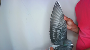Pigeon image