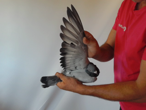 Pigeon image