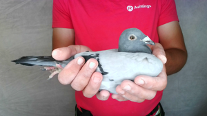 Pigeon image