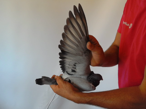 Pigeon image