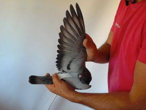 Pigeon image