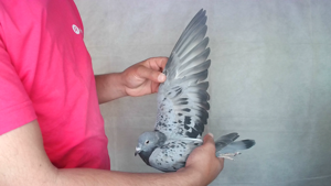 Pigeon image