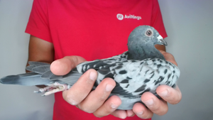 Pigeon image