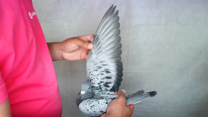 Pigeon image