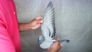 Pigeon image