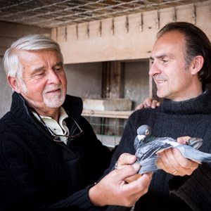 Pigeon image